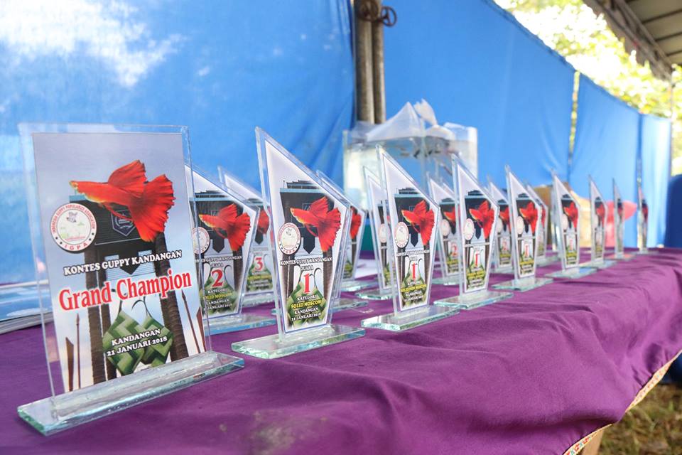 Bupati Hulu Sungai Selatan Membuka Kontes Ikan Guppy Yang Pertama Di HSS.