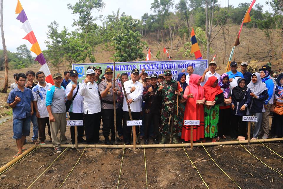 SYUKURAN TANAM PADI GOGO DAN KACANG TANAH MUSIM TANAM 2018/2019 BERSAMA BUPATI HSS