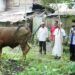 Wakil Bupati HSS Syamsuri Arsyad S.AP MA serahkan Sapi Kurban kepada Majelis Laskar Alawiyyin Desa Baluti dan Mesjid Al Ikhlas Desa Ambutun