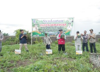 HADIRI SYUKURAN PANEN SEMANGKA, BUPATI HSS APRESIASI SEMANGAT PARA KELOMPOK TANI