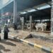 JEMAAH HAJI DARI KAB. HSS MELAKSANAKAN PEMBAYARAN DAM DI JABAL QURBAN