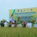MESKI KONDISI SULIT, PETANI DESA SIANG GANTUNG BUKTIKAN KERJA KERAS DAN DEDIKASI DENGAN PANEN YANG LUAR BIASA