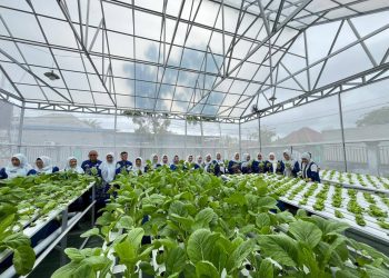 PANEN PERDANA KEBUN PKK, BUKTI NYATA KETAHANAN PANGAN KELUARGA MANFAATKAN LAHAN PEKARANGAN