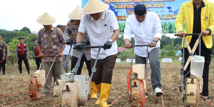 BUPATI HSS DAN KAPOLRES TANAM JAGUNG SERENTAK KUARTAL I 2026 DI DESA JELATANG DUKUNG KETAHANAN PANGAN NASIONAL
