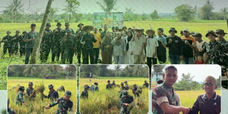 SINERGI PEMDA DAN TNI PERKUAT KETAHANAN PANGAN, PANEN RAYA DIGELAR DI PADANG BATUNG