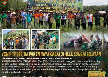 WUJUDKAN KETAHANAN PANGAN, YONIF 829/TP GELAR PANEN RAYA CABAI RAWIT BERSAMA MASYARAKAT