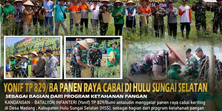 WUJUDKAN KETAHANAN PANGAN, YONIF 829/TP GELAR PANEN RAYA CABAI RAWIT BERSAMA MASYARAKAT