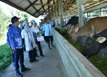 BUPATI HSS DORONG PENGUATAN INOVASI PERTANIAN, TINJAU PETERNAKAN SAPI DAN BERDIALOG DENGAN KELOMPOK TANI DI UPTD BPPT HARITI