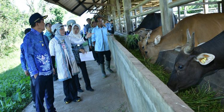 BUPATI HSS DORONG PENGUATAN INOVASI PERTANIAN, TINJAU PETERNAKAN SAPI DAN BERDIALOG DENGAN KELOMPOK TANI DI UPTD BPPT HARITI