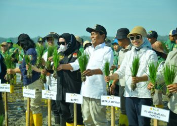 TANAM PADI BERSAMA KEMENTERIAN PERTANIAN, BUPATI HSS TEGASKAN KOMITMEN PERKUAT KETAHANAN PANGAN DAN MODERNISASI PERTANIAN