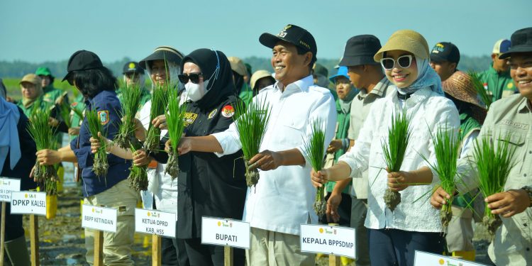 TANAM PADI BERSAMA KEMENTERIAN PERTANIAN, BUPATI HSS TEGASKAN KOMITMEN PERKUAT KETAHANAN PANGAN DAN MODERNISASI PERTANIAN